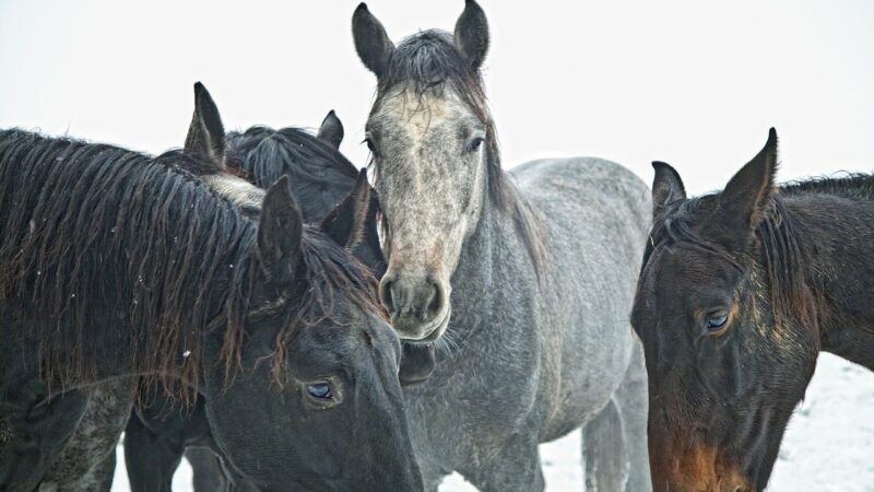 Lupaavat ravivarsat taas kaupan Ypäjällä
